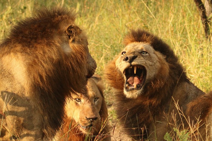 Това ще стане след като бяха настанени в Йордания където