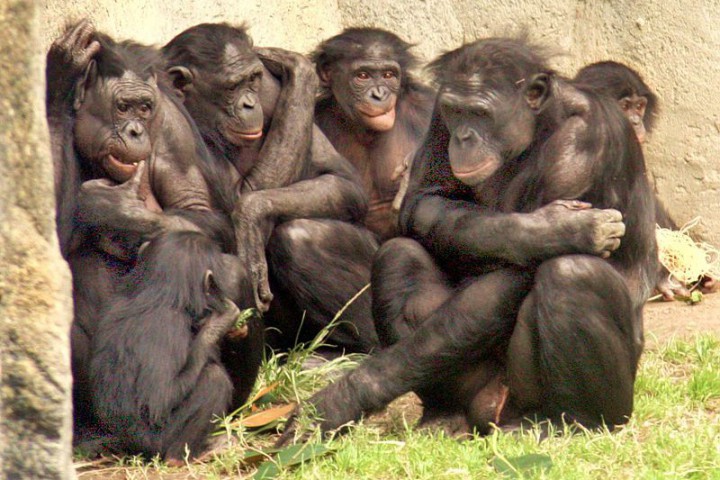 Дребните примати от вид Боливийски саймири са хапали и драскали