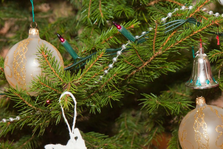 Жива елха в саксия струва 70 лв отново за същата