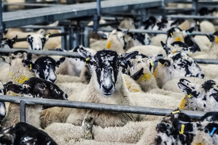 За килограм живо тегло на фермите се плащат между 5