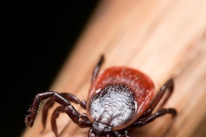 Хипотетичната опасност да настъпим някой скрит в тревата продукт на